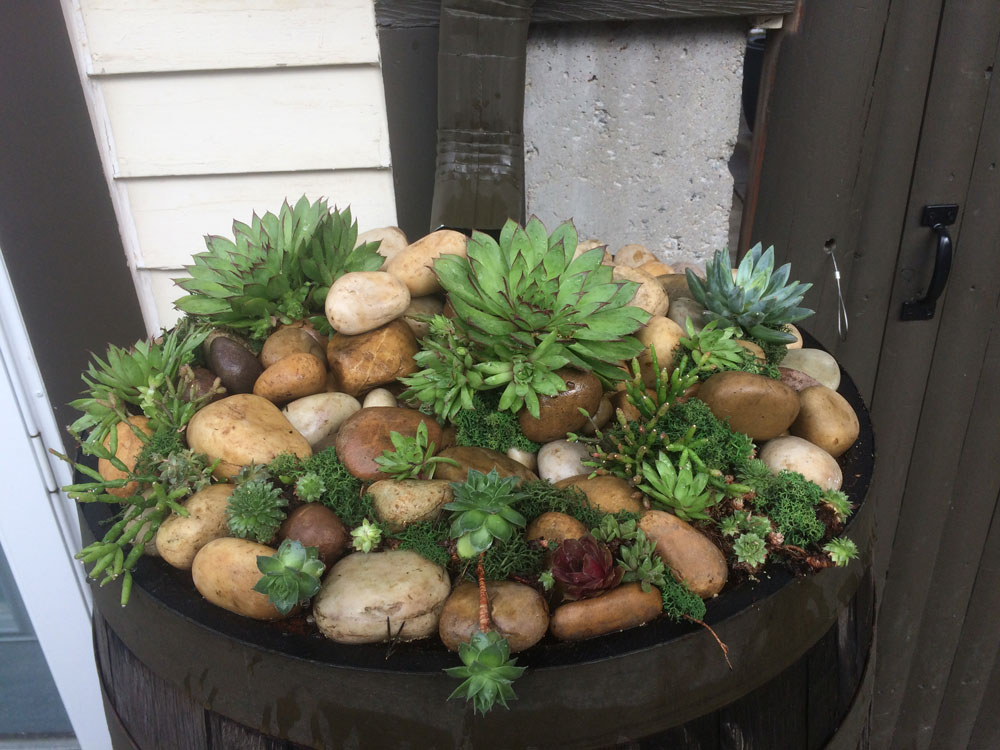 plants on rain barrel